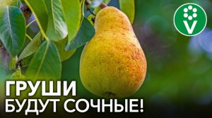 ЗАЩИТИТЕ ГРУШУ ПРЯМО СЕЙЧАС! Болезни и вредители боятся этого как огня!