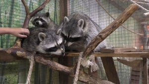 Контактный зоопарк: еноты