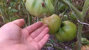 Томат Машенька