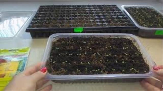 Почему не всходит бегония? смотреть онлайн