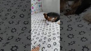 Игрушки для собак своими руками.!.!.!.!