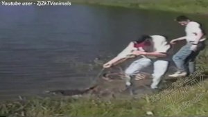 Подбор приколов с крокодилами и прочими обитателями земли