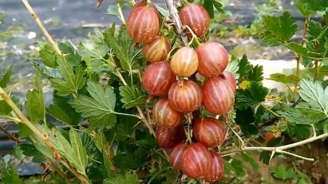 Крыжовник Лаприма - новый претендент на лидерство? Возможно!