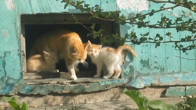 Цветник моей мечты день 2