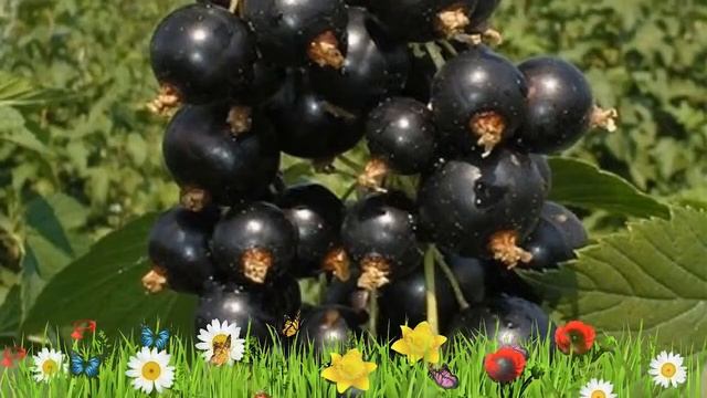 Смородина черная Виноградная ? Обзор: посадка и уход. крупномеры смородины: описание и особенности