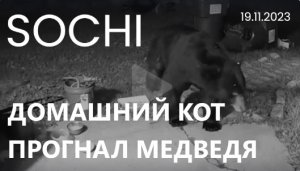 ?В Сочи домашний кот прогнал медведя со двора! 19.11.2023