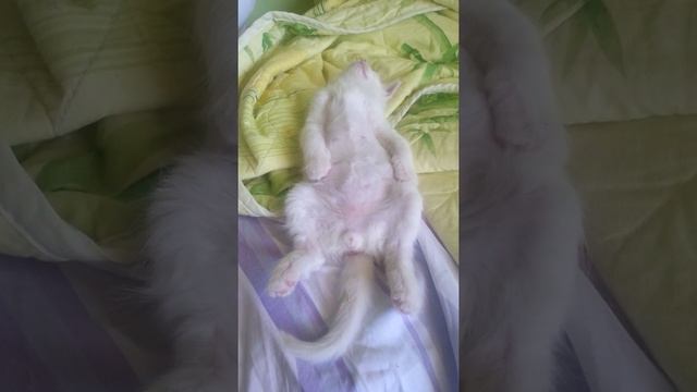 Котенок спит :) Айсику около 2 - ух месяцев ♡ смотреть онлайн