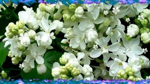 Ю.Антонов  "ХМЕЛЬНАЯ СИРЕНЬ"