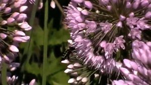 Медонос - горный лук