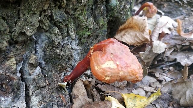 ✔️Первые грибы октября❗ Печеночница, чешуйчатка золотистая, опята, веселка❗ 1️⃣ октября 2021 года❕ смотреть онлайн