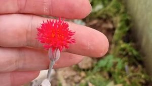 Сенецио (крестовник) стапелиформис.