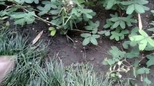 Цветок магии мимоза стыдливая