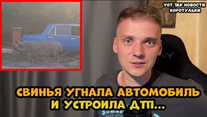 Свинья угнала авто и устроила дтп