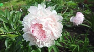 Peony 'Pillow Talk'