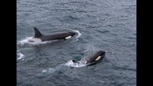 Звуки китов в океане  для сна и релакса. Пение китов под водой