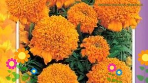 Бархатцы прямостоячие Купид Голден Оранж. Краткий обзор, описание tagetes erecta Cupid Golden Orang