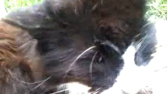 Кузяка ржачный кот
