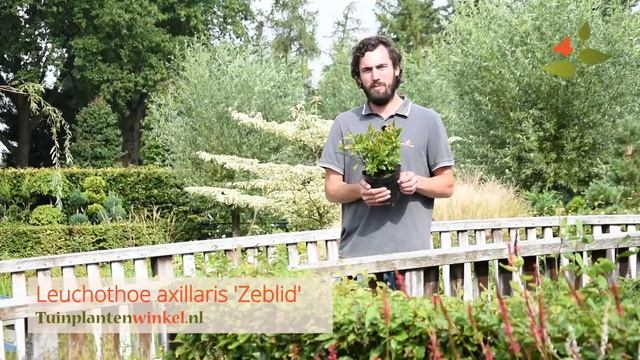 Leucothoe axillaris 'Zeblid' of druifheide - informatie смотреть онлайн