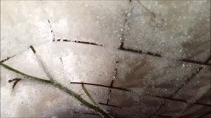 Розы. 1-2 апреля-пора убрать снег с укрытий роз.