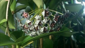 Hoya pubicalyx Black Dragon or Fun With Dragons