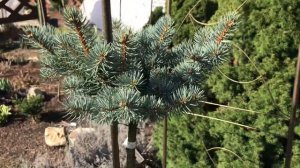 Ель колючая Кеноша/Picea pungens Kenosha