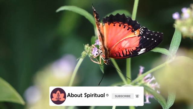 Butterfly Spirit Animal Meaning смотреть онлайн