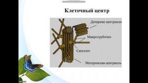Биология.  Урок №22,23, Цитоплазма и ее немембранные и одномембранные органоиды