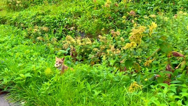 ジムニーと車中泊で北海道一周５日目〜野生動物キツネに餌を与える смотреть онлайн