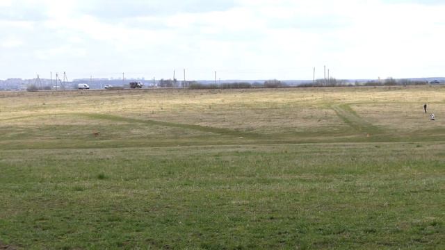 Салюки ИМРАН ГАЛСАН КАДАРИ (юниор). Второй круг. ЧРКФ Суханово - 2018. смотреть онлайн