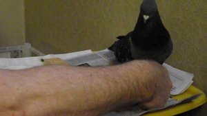 6. Голубь "Паралич" Лечим лапки