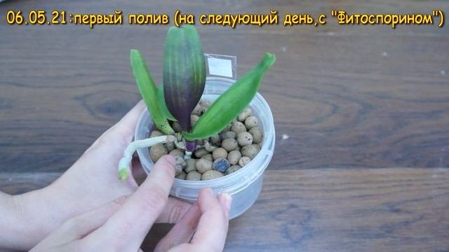 КАК я ПОСАДИЛА ринх:РЕЗУЛЬТАТ.Орхидея Rhynchostylis Gigantea Red (Ринхостилис гигантея ред).