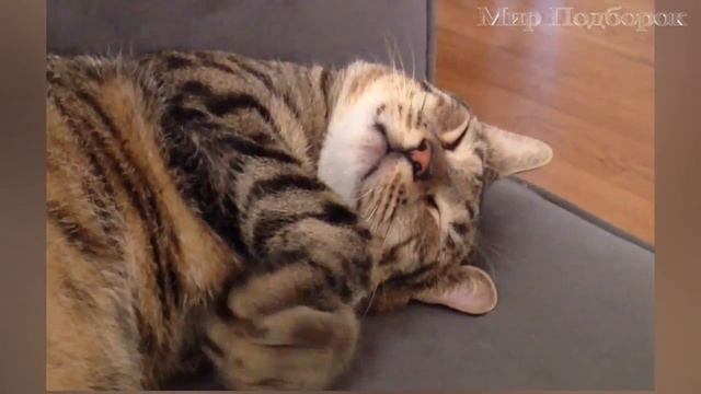 Подборка Спящих Кошек - Смешные и Милые Кошки - Смешные Кошки - Выпуск #1 смотреть онлайн