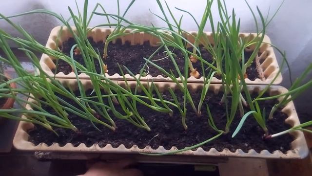 Как вырастить зеленый лук зимой в домашних условиях смотреть онлайн