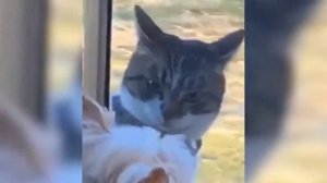 Подборка приколов с кошками и собаками