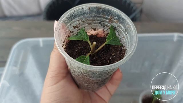 Летнее черенкование метельчатых гортензий. Корни через 3 недели.