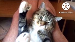 Мужчина забрал из приюта кота с огромными лапами, а он оказался уникальным, такого никто не ждал