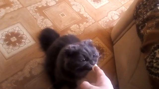 Очень вкусный сыр Янтарь