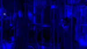 «Бикапо небесного леса». Необычный музыкальный концерт в Доме Радио Санкт-Петербурга