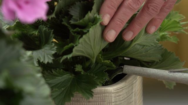 Verzorging Van Pelargonium Grandiflorum - Franse Geranium - Water Geven