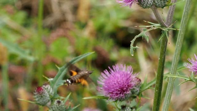 Hummingbird Hawk Moth смотреть онлайн