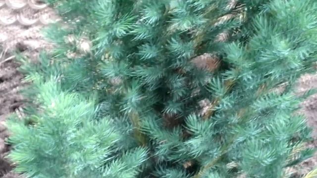 Многолетний низкорослый гарганский колокольчик.mp4 смотреть онлайн