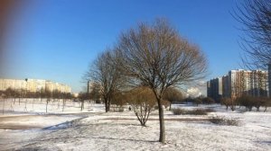 Ива ломкая "Bullata" - ива с округлой кроной, которая формируется сама, без помощи человека