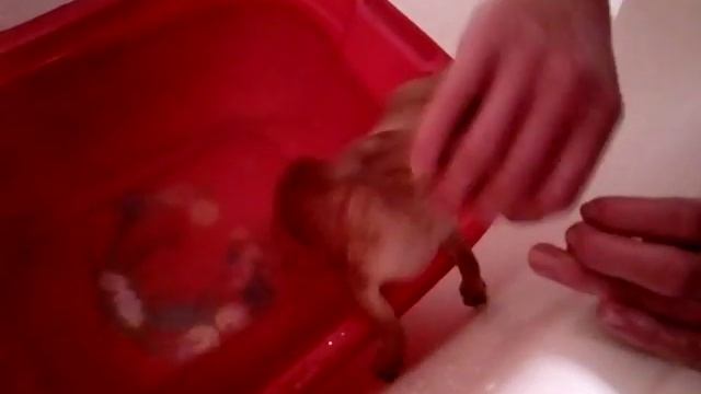 Смешное Купание Той Терьера смотреть онлайн