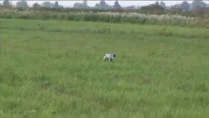 Английский пойнтер