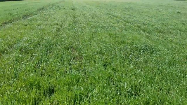 Сеялка СЗС-2,1//Обзор лапы сплошного сева и сами посевы