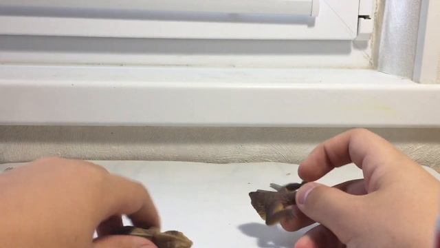 ЧТО ВНУТРИ У РАЗНЫХ АНТИСТРЕССОВ?!