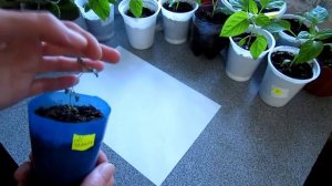 Тимьян(Чабрец) Прищипка Тимьяна