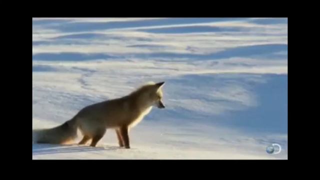 Funniest GIF compilation!!!! Number two!!! смотреть онлайн