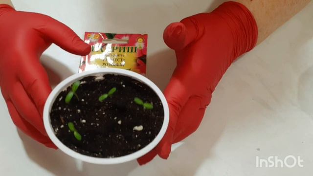 Катарантус, всходы #катарантус смотреть онлайн