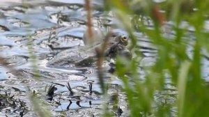 Кваканье лягушек